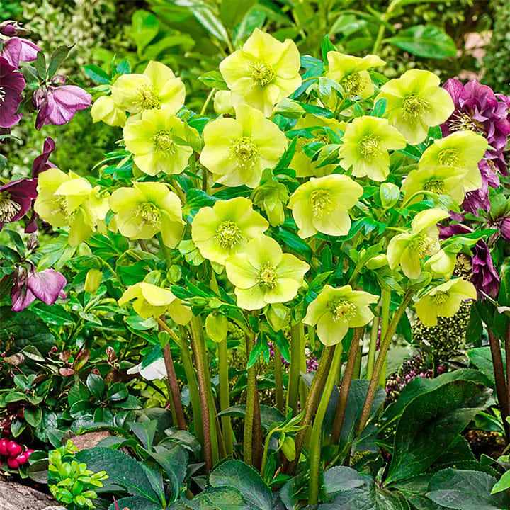 Lush Green Hellebore Flower Seeds-Plantjoyfarm