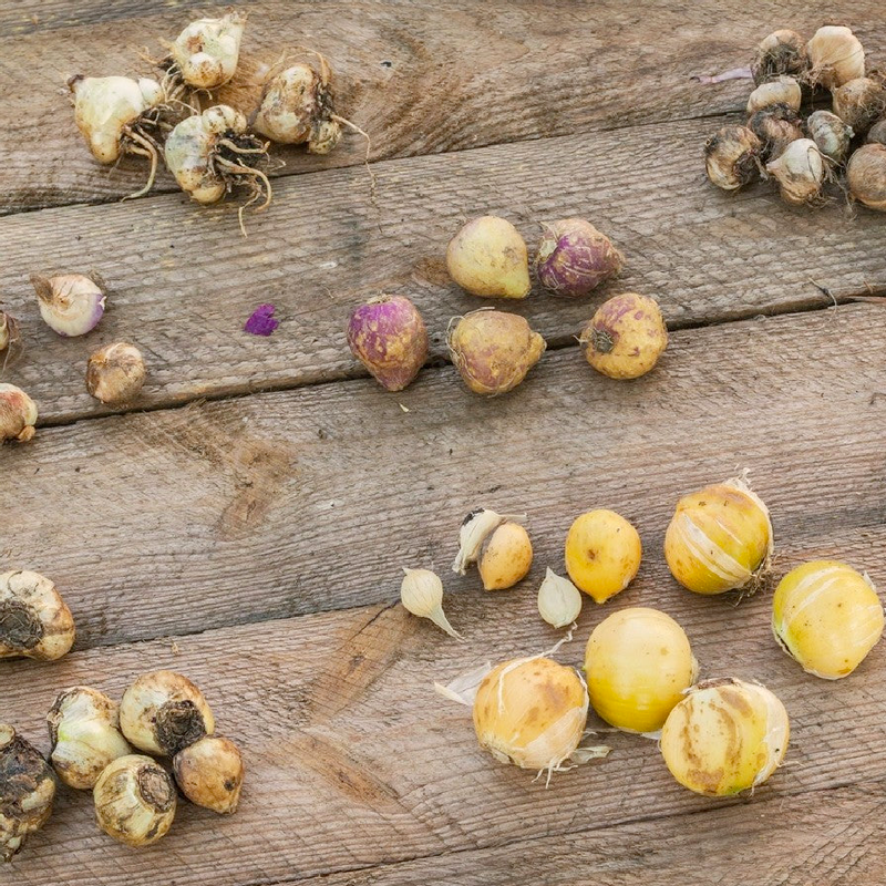 Allium Bulbs (Giant) - Giganteum-Plantjoyfarm