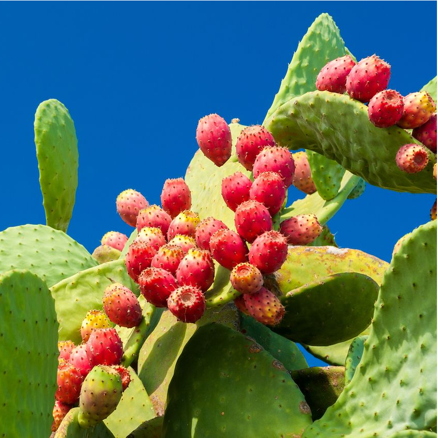 Edible Nopales Prickly Pear Cactus Seeds-Plantjoyfarm