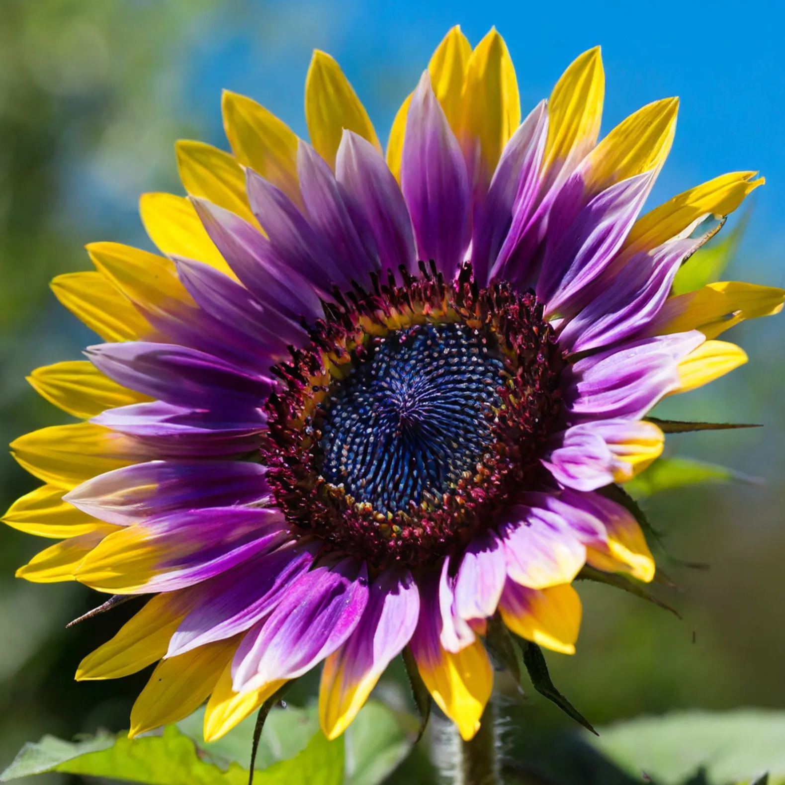 Purple Heart Sunflower Seeds-Plantjoyfarm