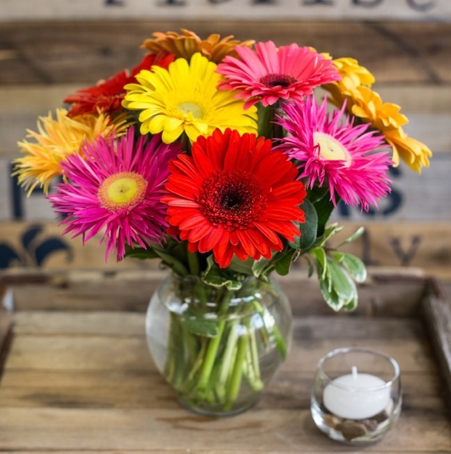 🌸Double Gerbera Flower Seeds