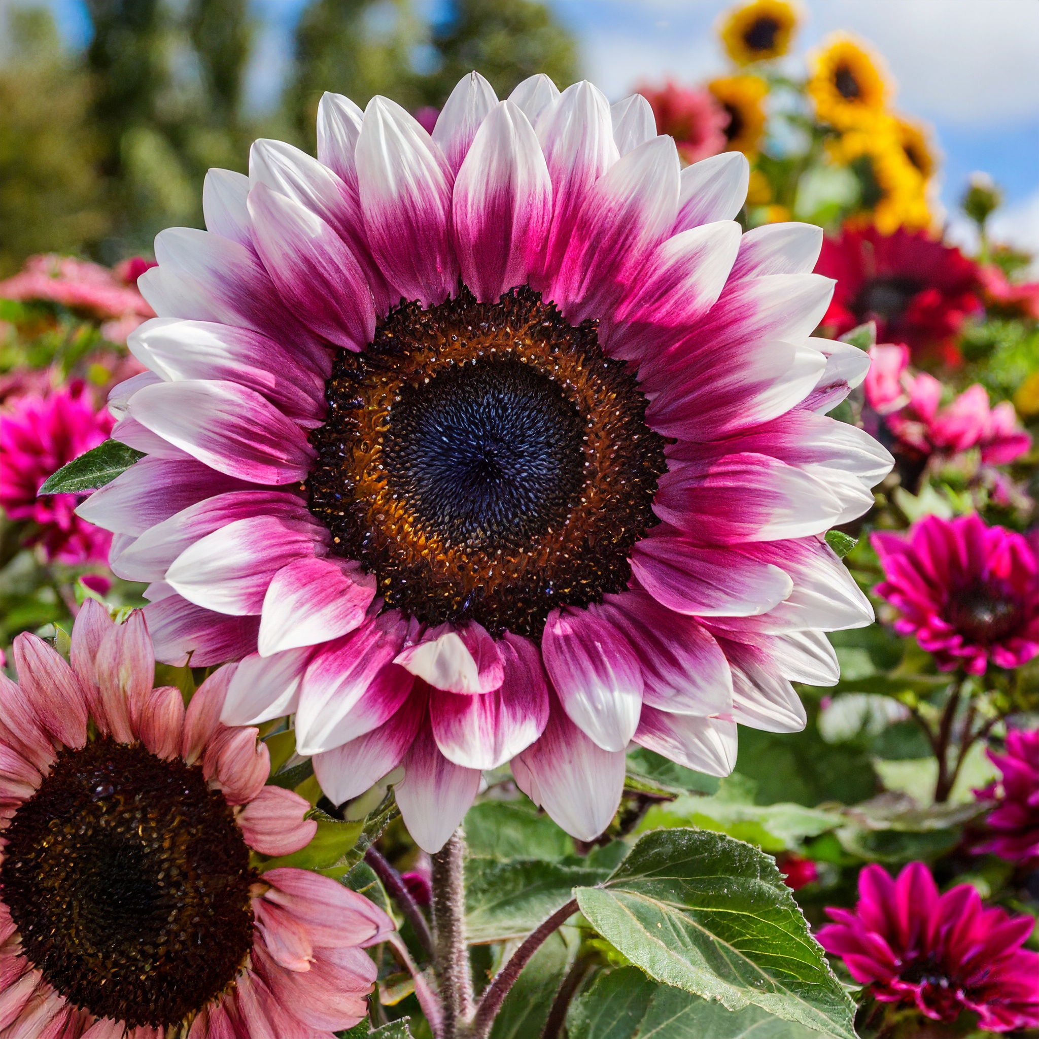 100 Pcs Strawberry Blonde Hybrid Sunflower Seeds-Plantjoyfarm
