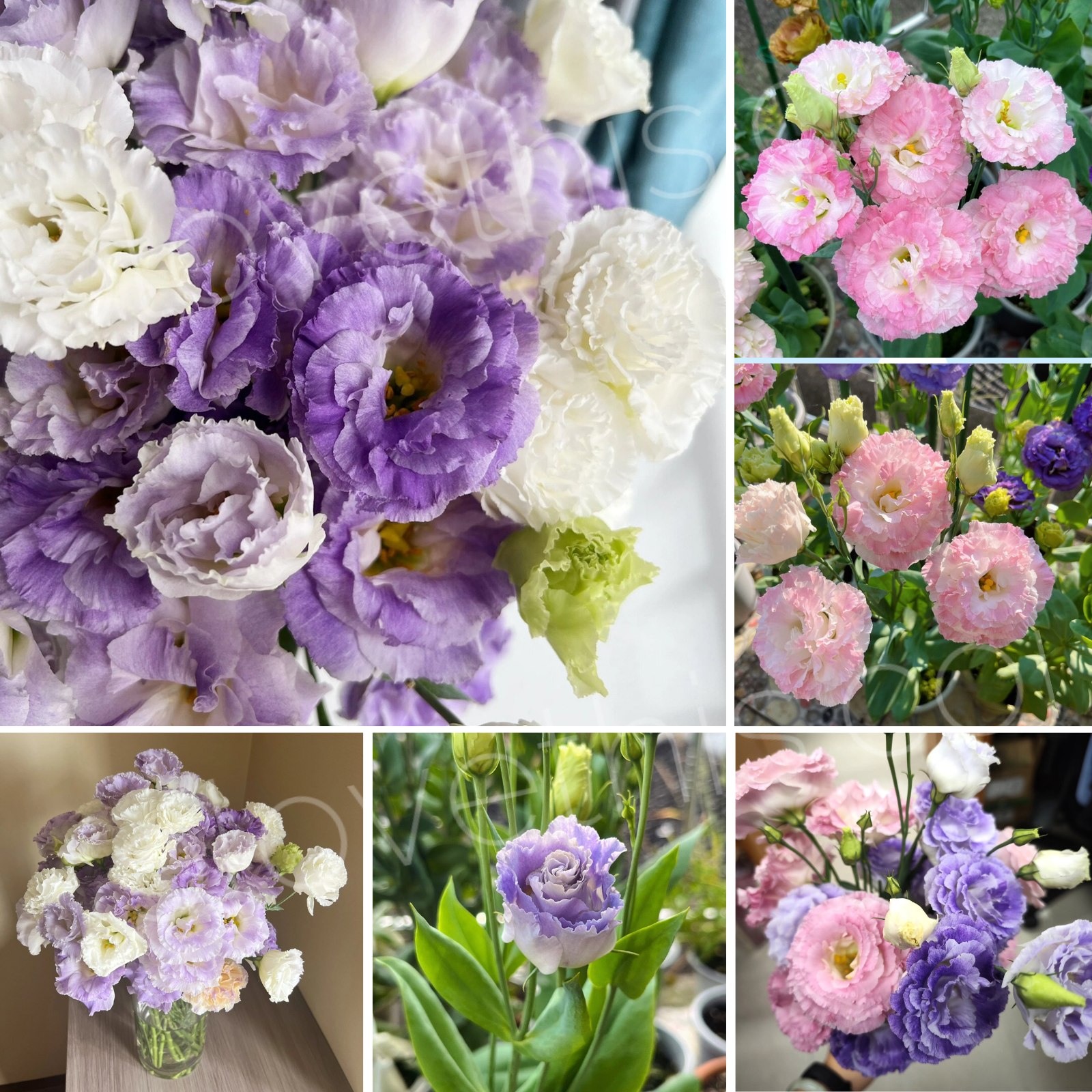 Lisianthus / Eustoma Grandiflorum Seeds