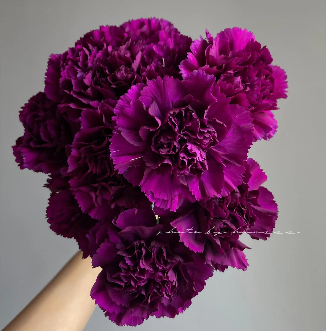Carnations Seeds-Goleb-Plantjoyfarm
