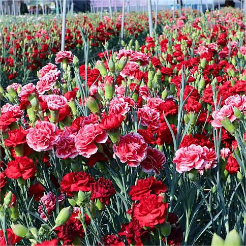 🌼Multi-Colored Carnation Seeds-Pure Love