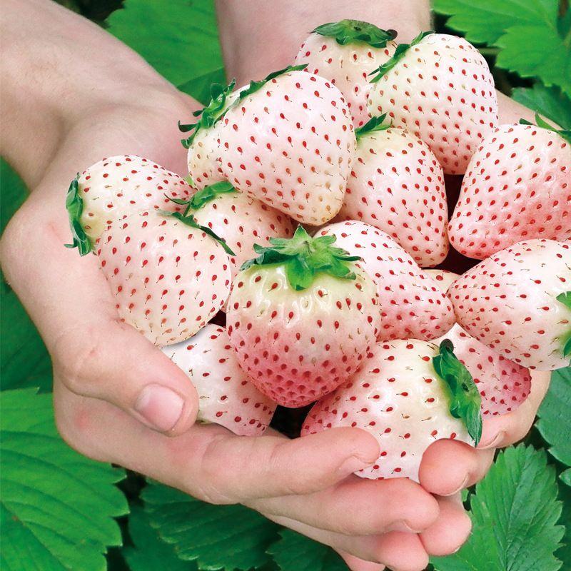 🍓White Strawberry Seeds(🪴Buy 3 Get 1 Free🌿Hardy and Pest-Resistant)-Plantjoyfarm
