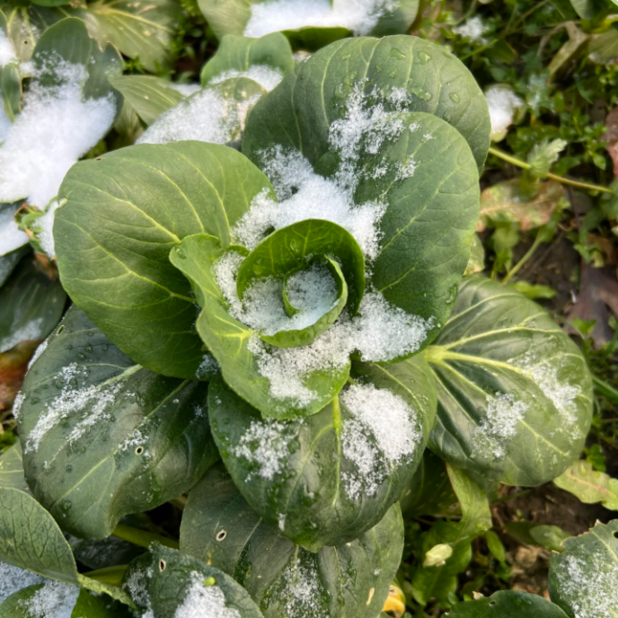 Black-leaf Bok Choy Seeds-Plantjoyfarm