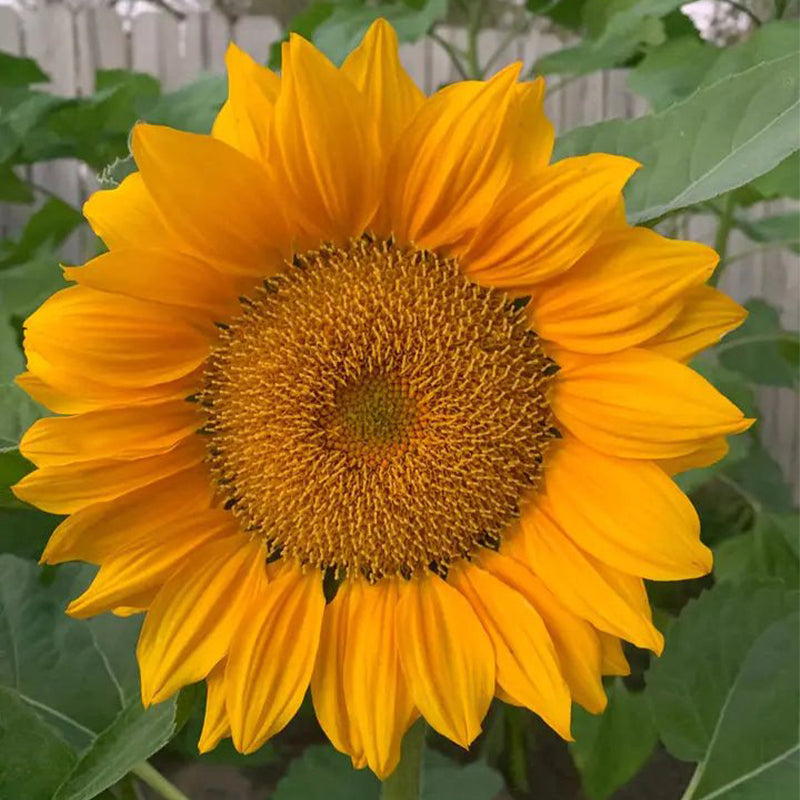 30Pcs Pro Gold Lite Sunflower Seeds-Plantjoyfarm