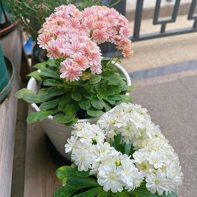 Lewisia Cotyledon Flower Seeds