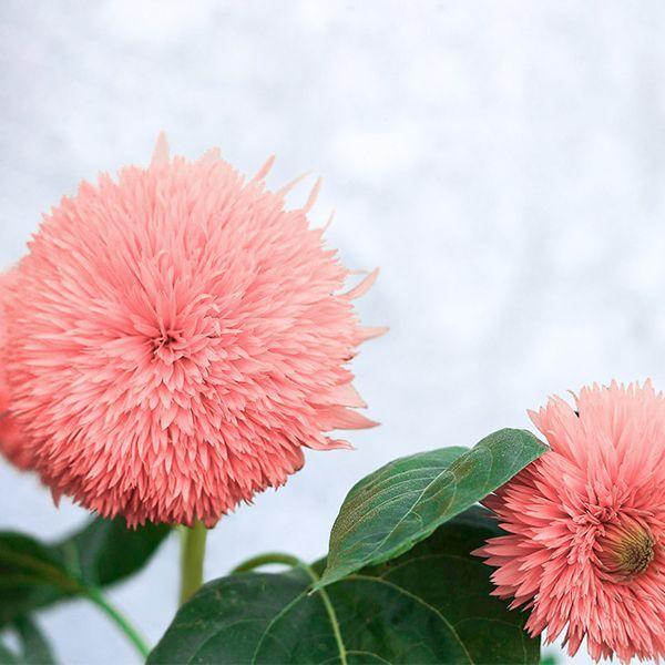 Pink Pooh Sunflower-Plantjoyfarm