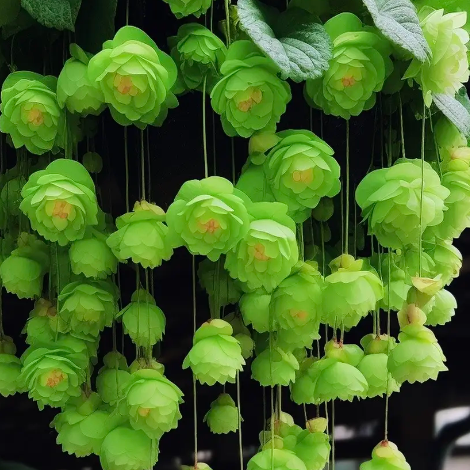 🥀Drooping Branches And Flowers - Begonia Flowers