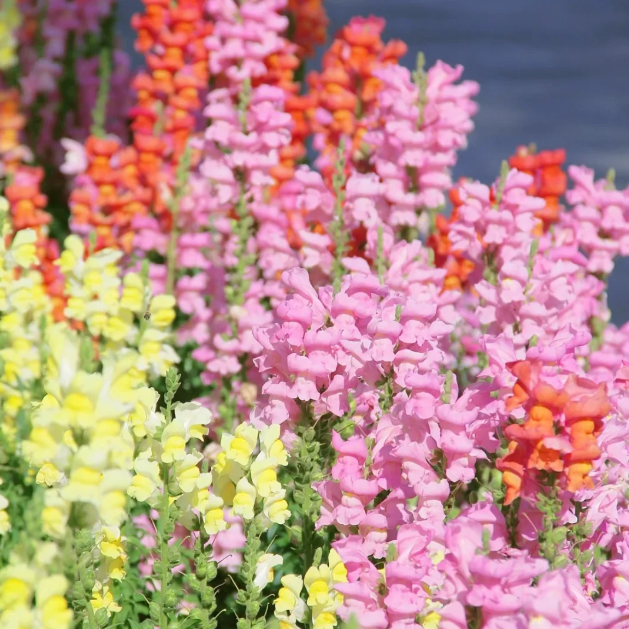 💐Double-Petaled Snapdragon Seeds