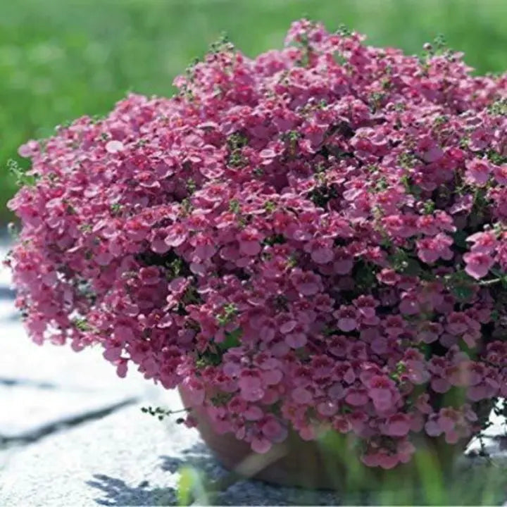 Diascia Pink Queen Seeds Perennial Abundant Pink Flowers Light Frost Tolerant-Plantjoyfarm