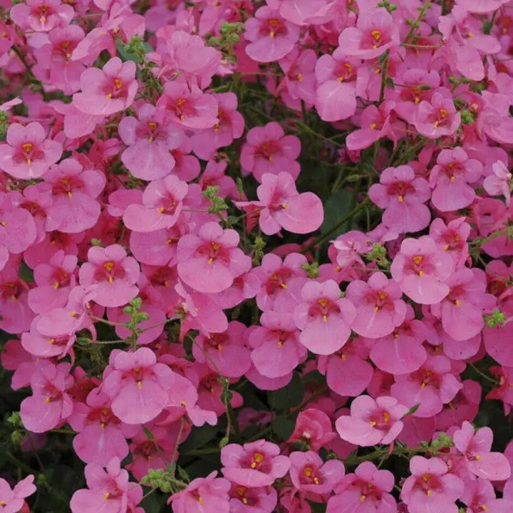 Diascia Pink Queen Seeds Perennial Abundant Pink Flowers Light Frost Tolerant-Plantjoyfarm