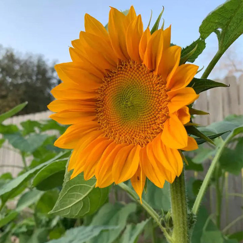 30Pcs Pro Gold Lite Sunflower Seeds-Plantjoyfarm