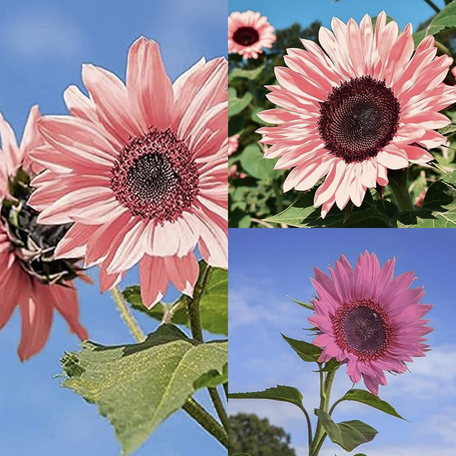 Pink Sunflower Seeds-High Germination Rate Wonderful Choice for Garden-Plantjoyfarm