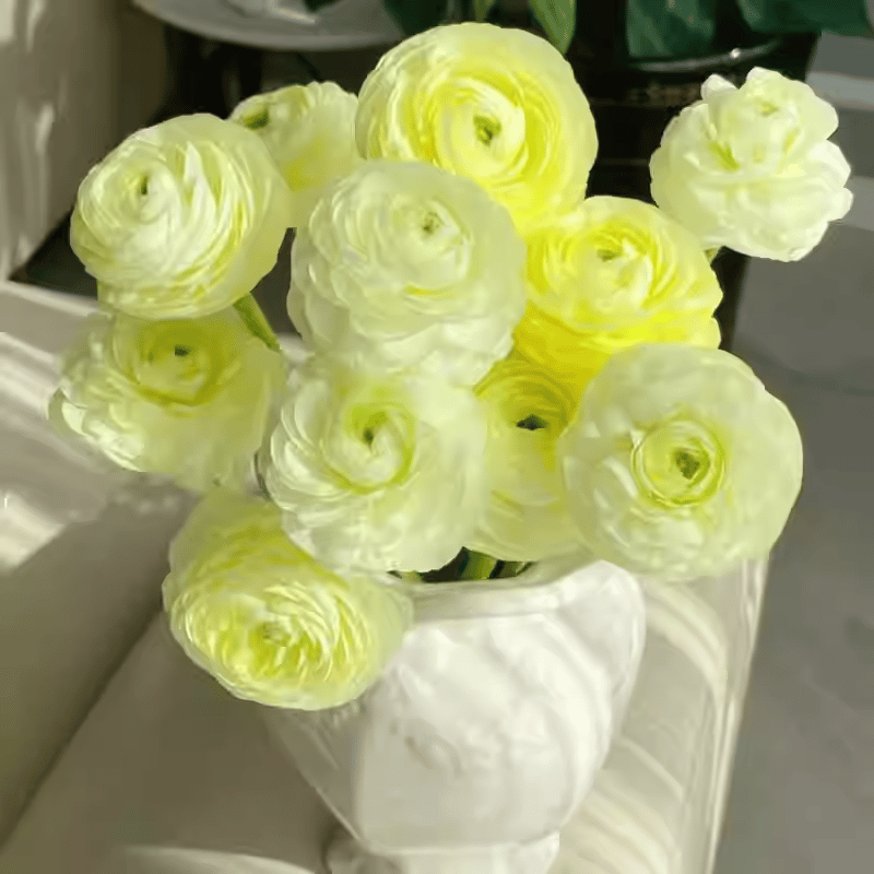 Multicolor Ranunculus Seeds-Plantjoyfarm