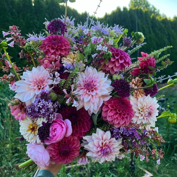 💐Double Dahlia Mixed Seeds—Thirty Mixed Breeds