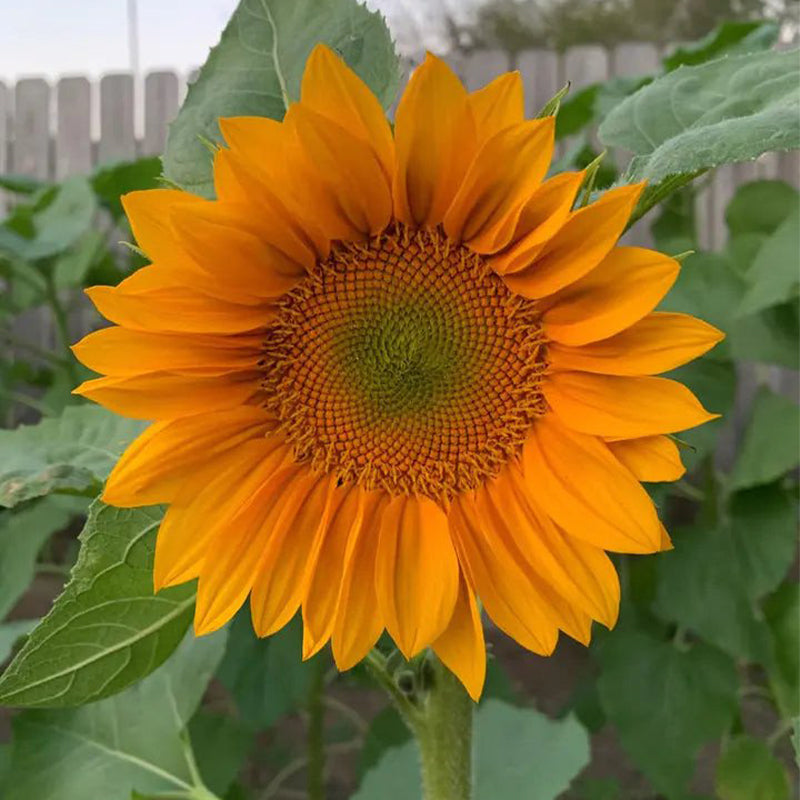 30Pcs Pro Gold Lite Sunflower Seeds-Plantjoyfarm