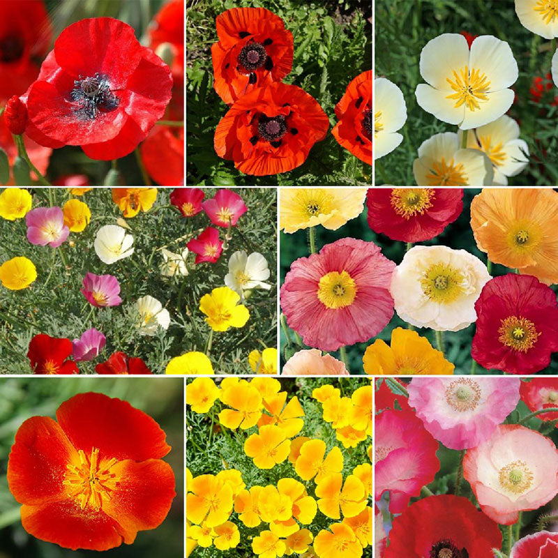 Poppy Power - Poppy Flower Seed Mix-Plantjoyfarm