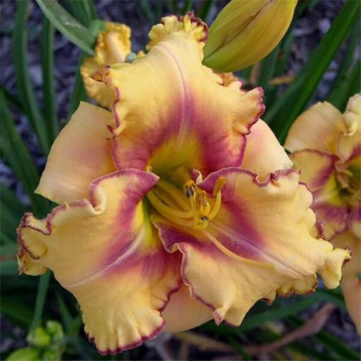 Daylily Hybrid Flowers Seeds, Hemerocallis Hybrid, 20pcs/pack-Plantjoyfarm