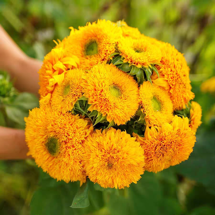 Teddy Bear Sunflower Seeds-Plantjoyfarm