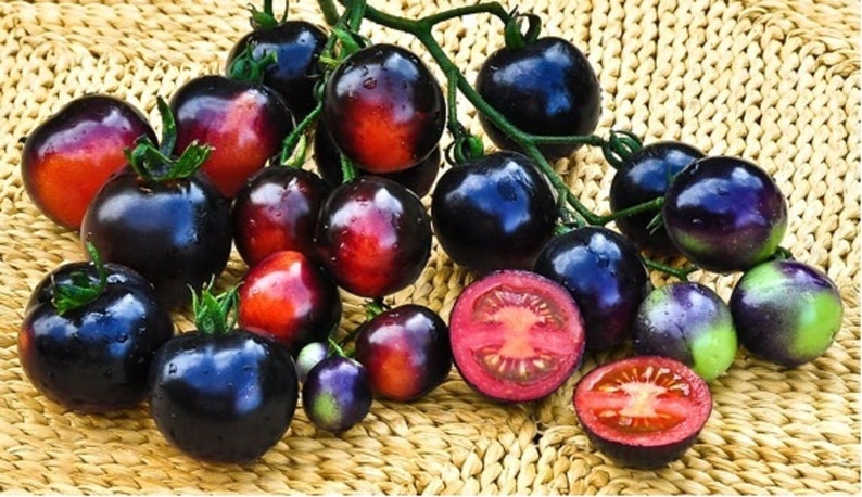 Tomato-Indigo-Rose-Plantjoyfarm