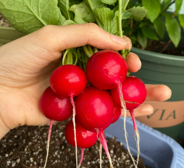 🍒🥕Radish Cherry Belle