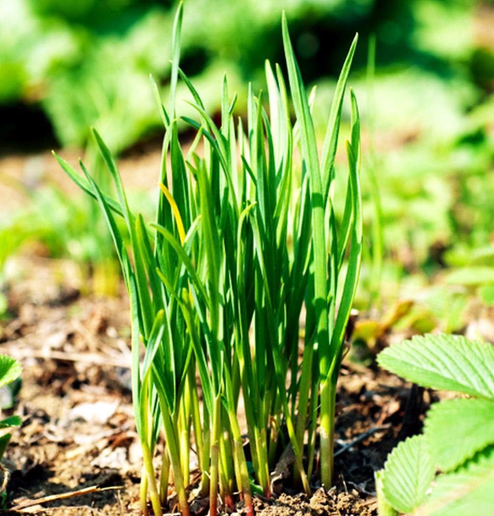 🌿Chives - Grow Fresh Herbs Year-Round in Your Garden! 