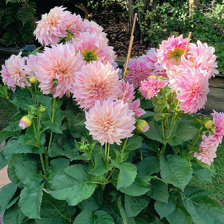 Mixture Dahlia Seeds-Plantjoyfarm