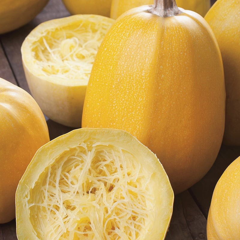 Vegetable Spaghetti, Squash Seeds-Plantjoyfarm