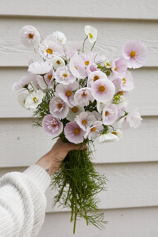 COSMOS CUPCAKE BLUSH FLOWER SEEDS