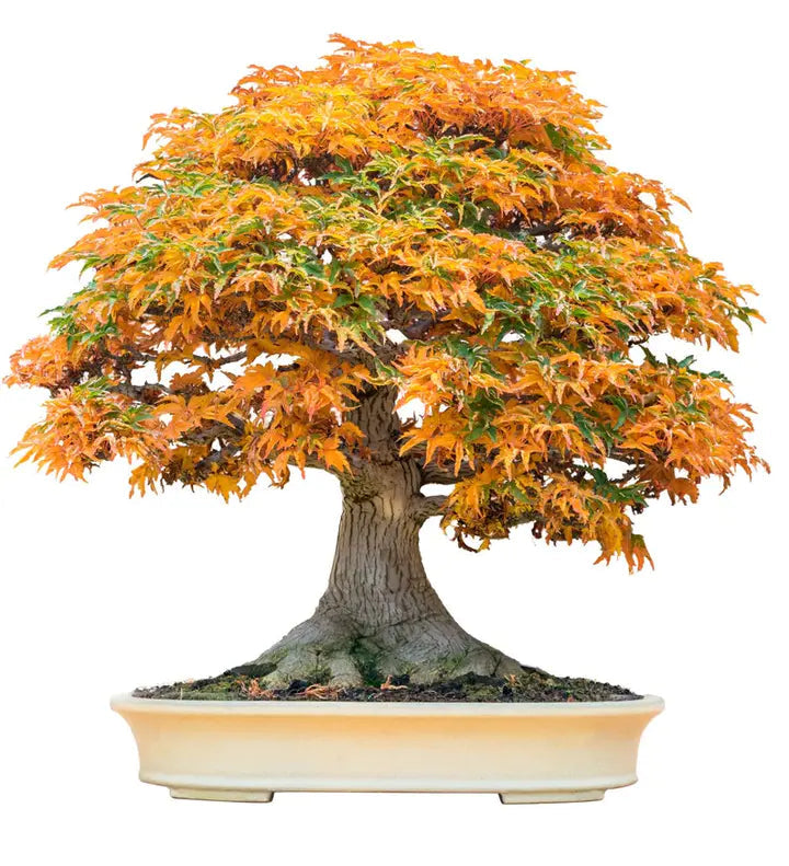 30Pcs Bonsai Tree Trident Maple Seeds-Plantjoyfarm