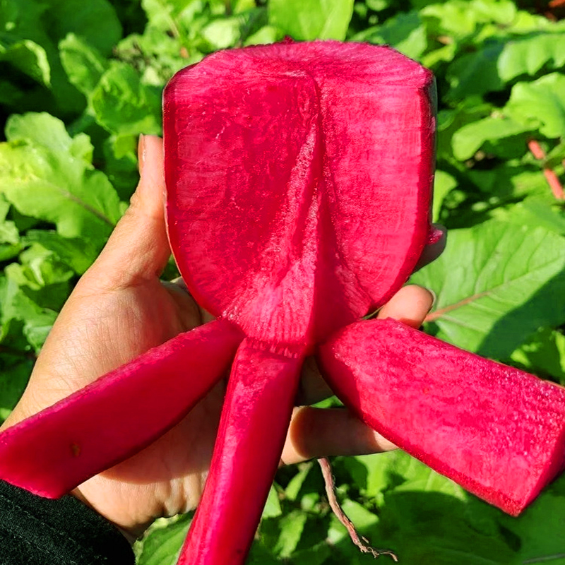 Pineapple Fruit Radish Seeds🥕-Plantjoyfarm