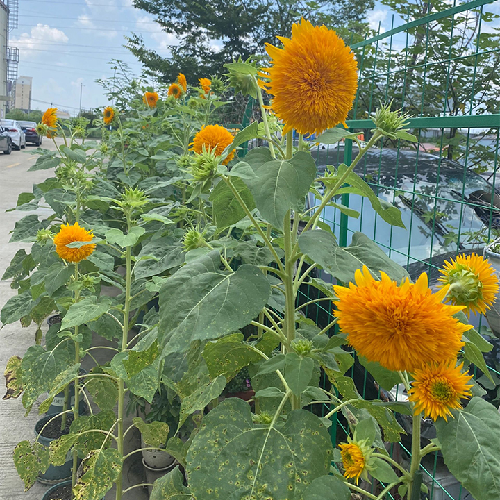 Sunflower Seeds, Teddy Bear-Plantjoyfarm