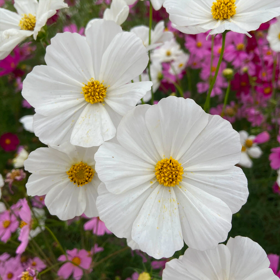 Crazy For Mixed Cosmos Flower Seed