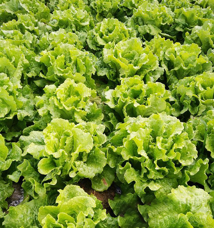 Italian Lettuce🥬Seeds