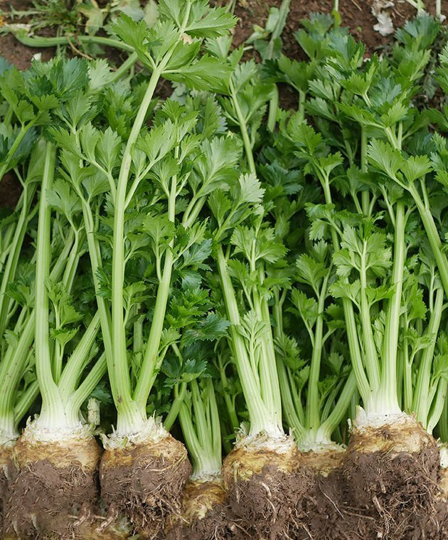 Celeriac Seeds Celery Root Seeds-Plantjoyfarm