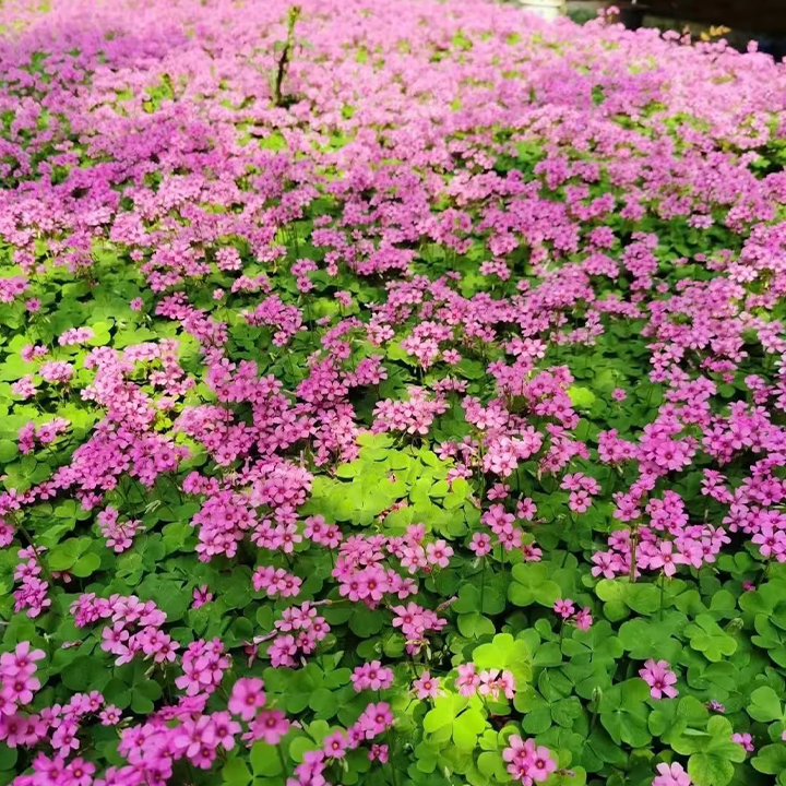 Oxalis Triangularis Green Shamrock Good Luck Plant Bulbs-Plantjoyfarm