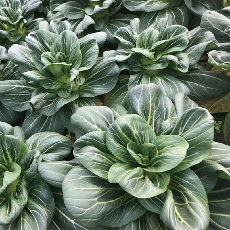 Black-leaf Bok Choy Seeds-Plantjoyfarm