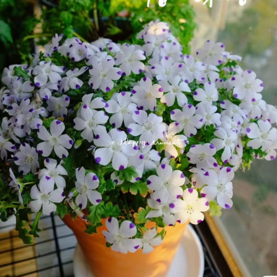 Nemophila-Baby Blue Eyes-Plantjoyfarm