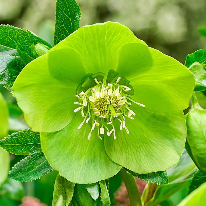 Lush Green Hellebore Flower Seeds-Plantjoyfarm