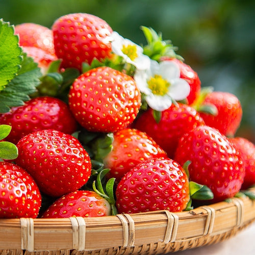 Cream Strawberry Seeds-Plantjoyfarm
