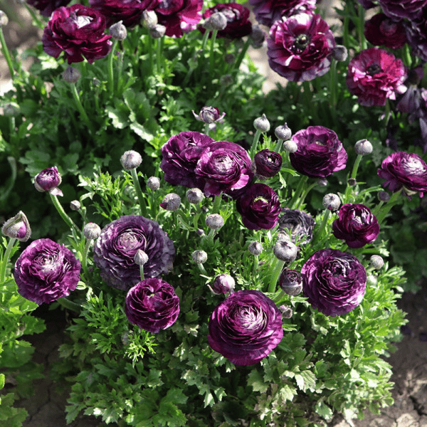 Multicolor Ranunculus Seeds-Plantjoyfarm