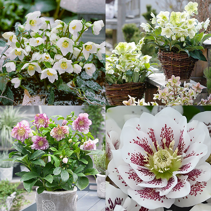 Honeymoon Hellebore, Christmas Rose-Plantjoyfarm