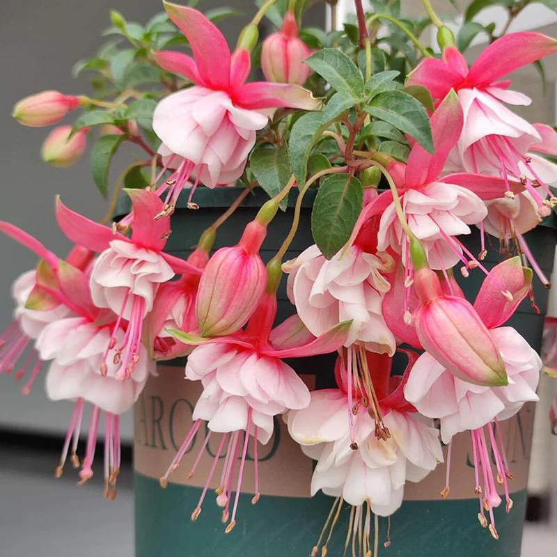 Fuchsia Flowers Seeds-Lantern Flower🌷