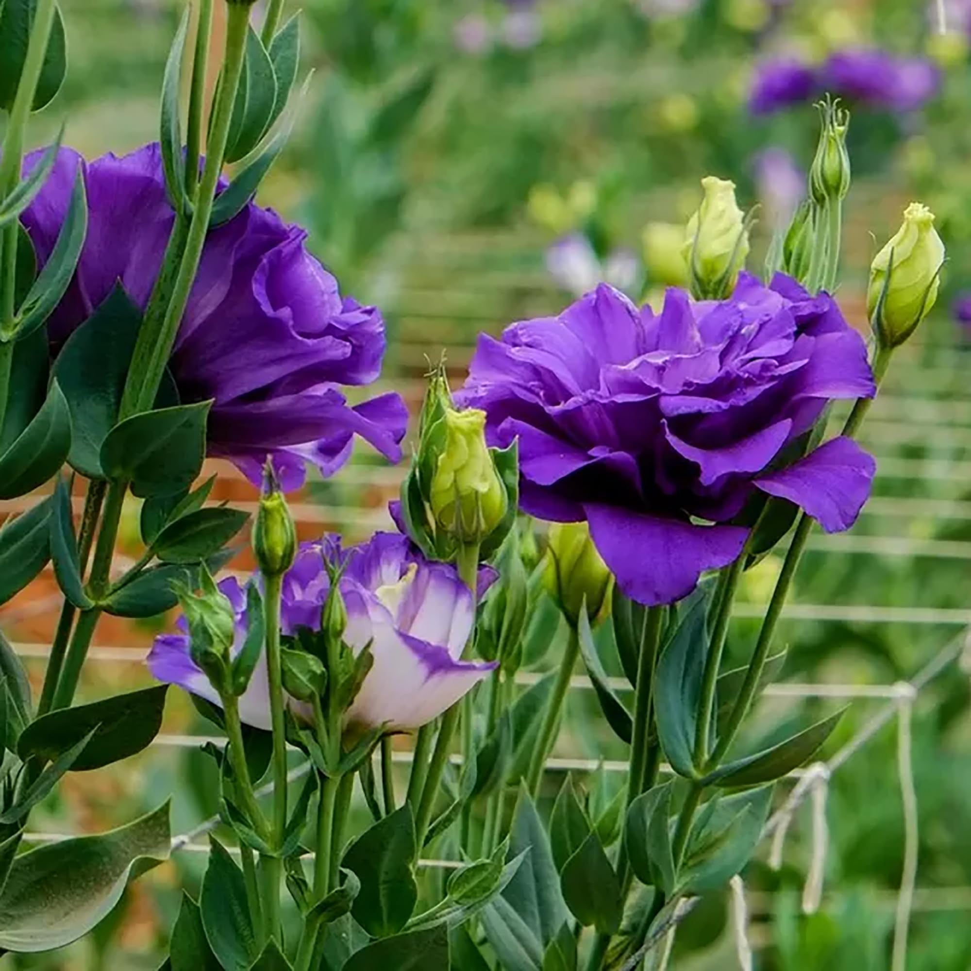 🔥Today -50% Discount🔥 Lisianthus- A Sincere and Immutable Love