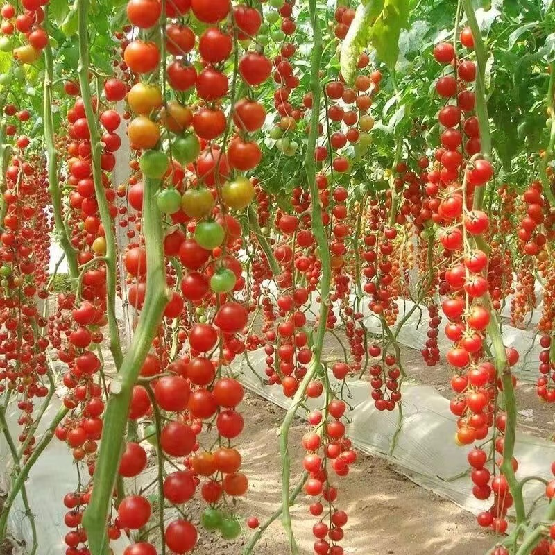 100% Germination rate-Waterfall Tomatoes Seeds-High Yield-Plantjoyfarm