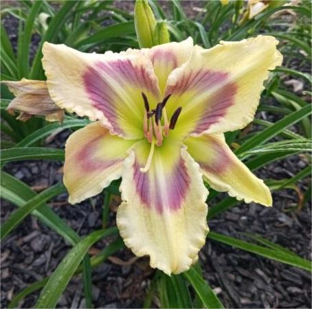Daylily Hybrid Flowers Seeds, Hemerocallis Hybrid, 20pcs/pack-Plantjoyfarm