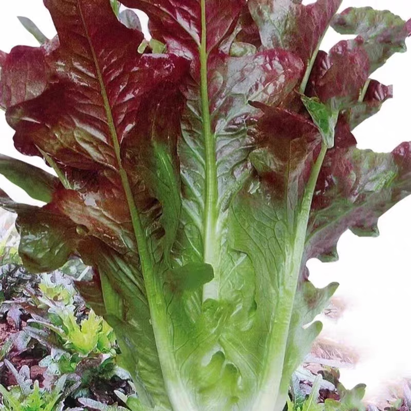 Coffee Leaf lettuce Seeds-🪴Harvest Within 30 days-Fewer Pests-Plantjoyfarm